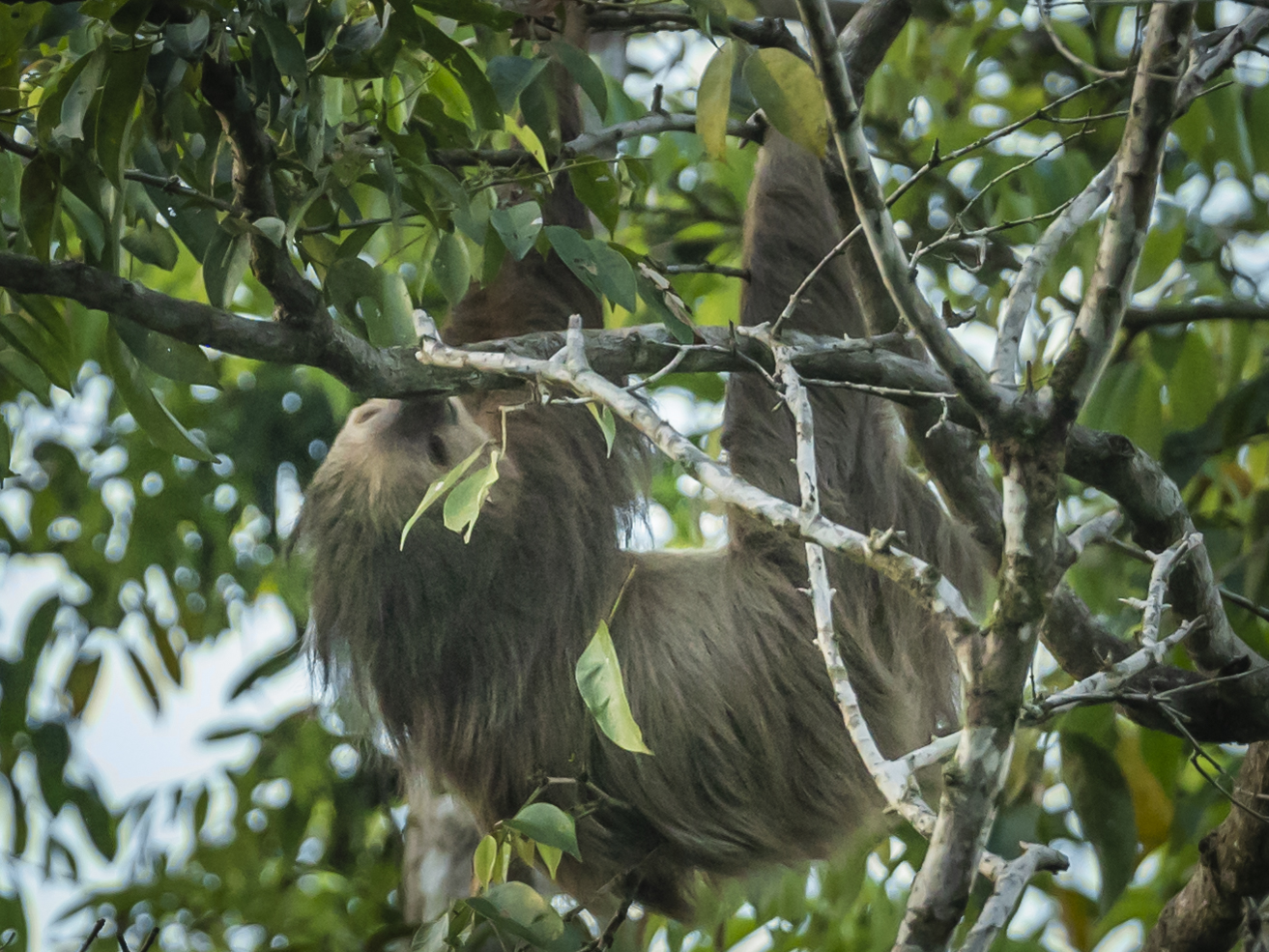 A Guide to Wildlife in Costa Rica | Hurtigruten