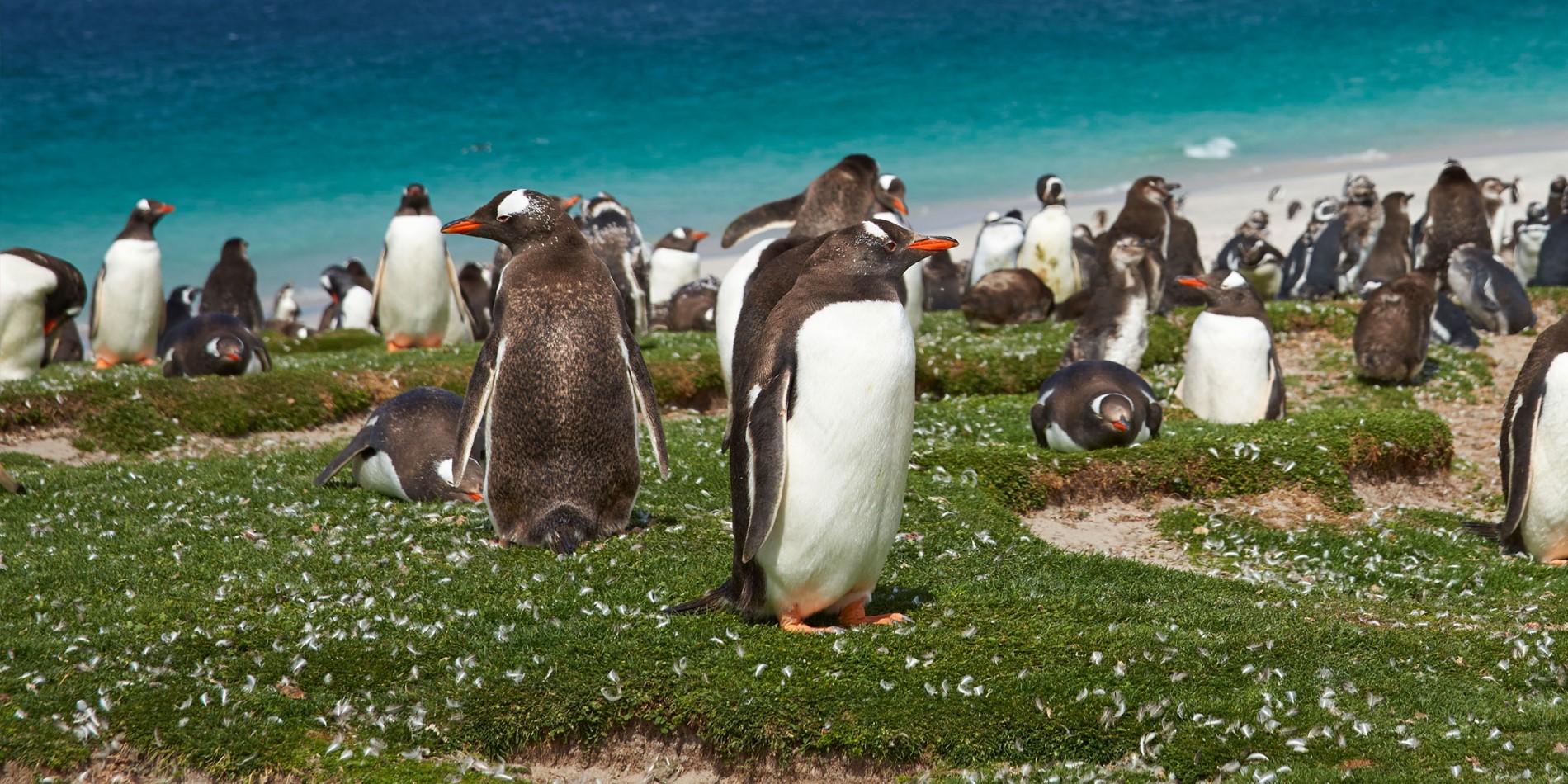 Gentoo Penguins, Bleaker Island, the Falklands.
